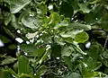 Leaves in Narsapur, Medak district, India.