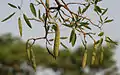 fruits