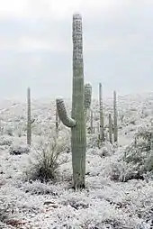 Snow-covered saguaro near Tucson.