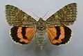 Catocala elocataFrench red underwing