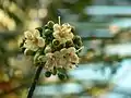 Flowers front view