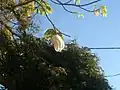 Dehisced fruit having shed shrivelled valves