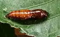 Chrysalis