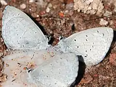 mud-puddling