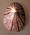 apical view