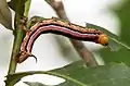 Cephonodes hylas larvae on Catunaregam spinosa in Hyderabad