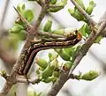 Cephonodes hylas larvae on Catunaregam spinosa in Hyderabad