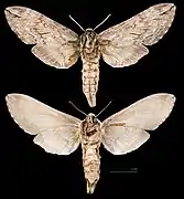 ♀ △