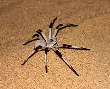 Cerbalus aravaensis