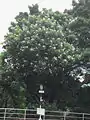 Cerbera manghas tree in Hong Kong, early June.