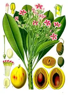 Cerbera manghas