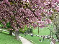 Cherry trees