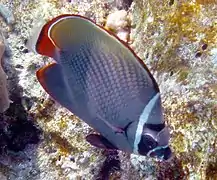 Redtail butterflyfish (Chaetodon collare)