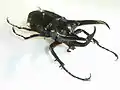 Male of Chalcosoma atlas