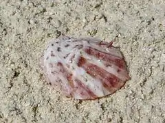 Spondylus sp.