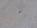 Chamois passing the glacier.