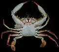 Charybdis lucifera ventral