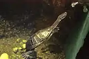 Roti Island snake-necked turtle at Columbus Zoo and Aquarium