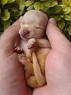 Image 11Chihuahua puppy (from Puppy)