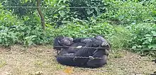 Image 6Chimpanzee at Mefou primate sanctuary (from Tourism in Cameroon)