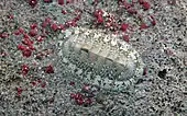 A live individual of Chiton tuberculatus