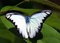 Imago (dorsal view)