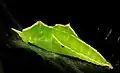 Chrysalis