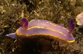Felimida krohni