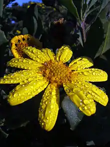 Chrysanthemoides monilifera