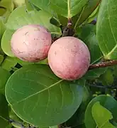 fruit and foliage