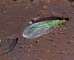 Chrysoperla rufilabris