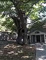 Church of assumption and eternal plane tree. Karyes, Laconia