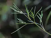 Cicuta bulbifera