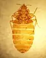 Slide of C. lectularius
