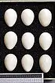 Eggs, Collection Museum Wiesbaden, Germany