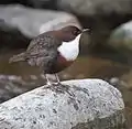 Dipper