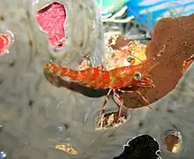 Cinetorhynchus reticulatus