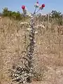 C.&nbsp;occidentale var. candidissimum