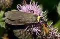 With folded wings