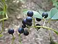 Fruit (McKay Reserve, Palm Beach, New South Wales)