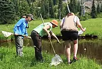 There are three people standing in tall grass with some white wildflowers in a forested area looking over at a small pond. The person on the right is holding a notepad and pen, the other two people to the left are holding nets with long handles. The person in the center with a net is leaned over the furthest and has one hand pointing at the pond. The image source said he spotted a frog, although the he frog is not visible in this image.