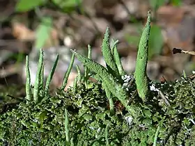 C. coniocraea