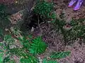 An area of subsidence corresponding to soil entering the cave system.