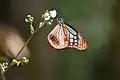 Chestnut tiger, genus Parantica