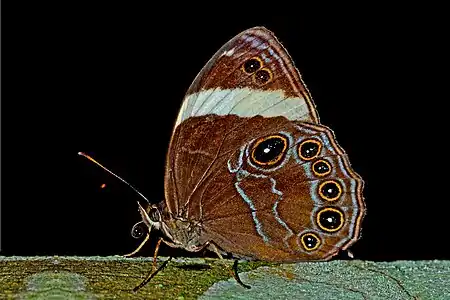 Ventral view