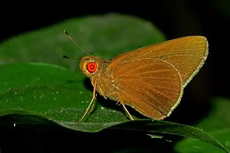 Imago