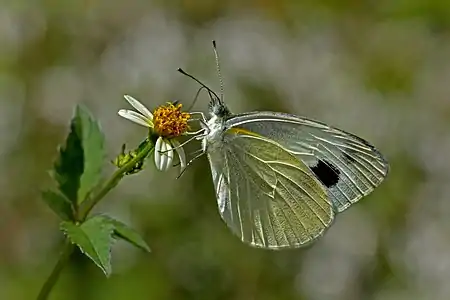 Ventral view