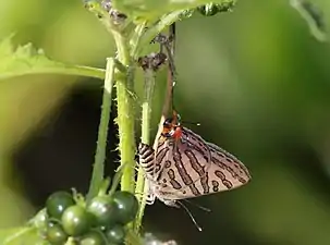 Ventral view