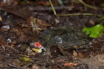 Lateral view