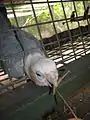 A probable galah × little corella intergeneric hybrid